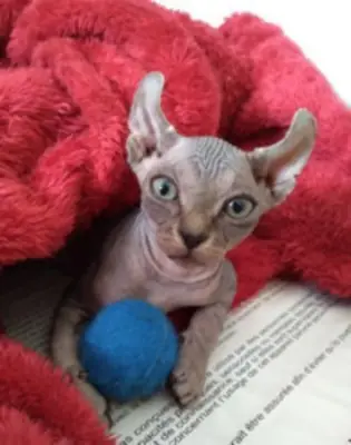 Hairless Elf Sphynx kittens