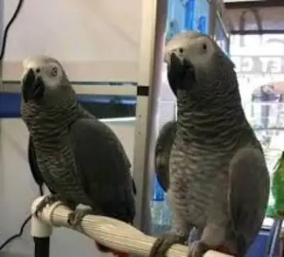 African grey parrots