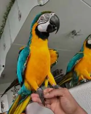 Male and female parrots 