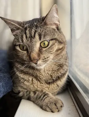 Gato europeo en adopción | Cariñoso pero independiente | Ideal para piso tranquilo