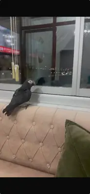 Jaco papağanı başakşehir