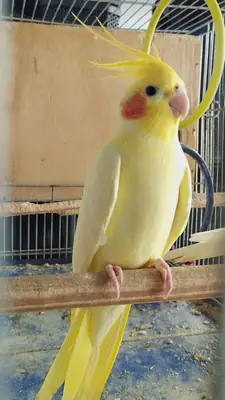 Calopsitte à vendre | Élevée à la maison | Douce et habituée aux humains