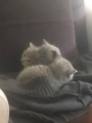 British Shorthair 3 Yavrumuza Yeni Sahip dişi ve erkek