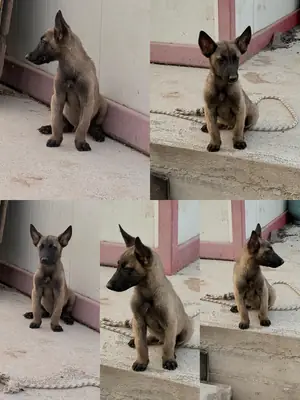 Belçika malinois🇧🇪 erkek