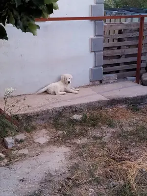 Alabai çoban köpeği