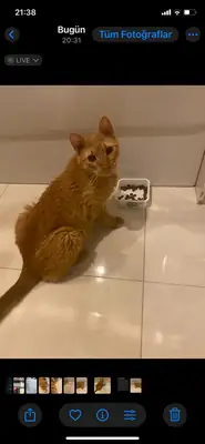 Şanslı evde bakılmış sokağa bırakılmış