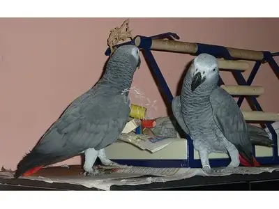 Speaking of healthy parrots and eggs