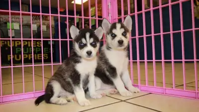 Cachorros Husky siberiano