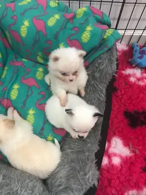 Chiens de type Spitz nain de Poméranien