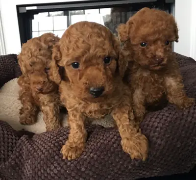 贵宾犬幼犬