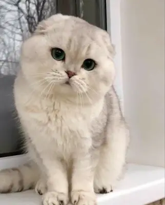 Scottish Fold dişi yavru, ev ortamında büyüdü