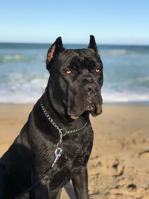 纯种雄性卡斯罗犬，适合繁殖。