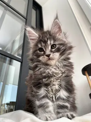 Maine Coon male kitten, calm temperament, raised indoors