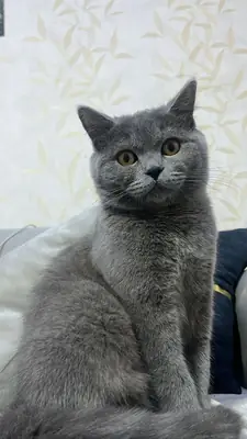 Lost British Shorthair cat – grey, very friendly
