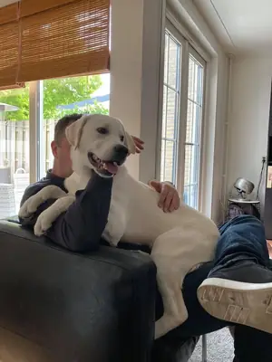 Purebred Labrador Retriever male available for breeding