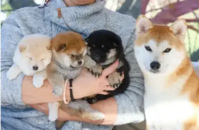 Magnifiques chiots shiba inu pure race 