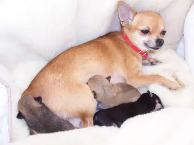 Superbes chiots chihuahua pure race avec un excellent pedigree