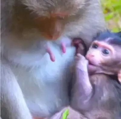 Adorables Bébés Singes Capucin Pure Race Pedigree