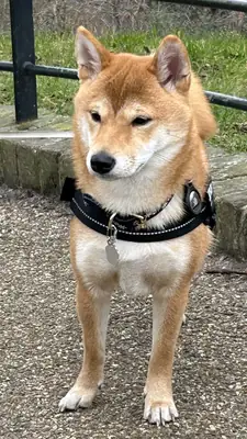 Молодой кобель Shiba Inu ищет новый дом (бесплатное усыновление)