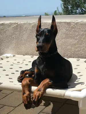 Пропал кобель добермана — чёрно-подпалый, очень дружелюбный