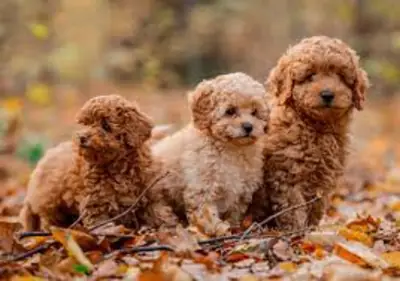 Adorables chiots caniche toy pure race