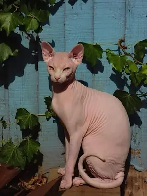 Gato Sphynx macho disponible para cruce