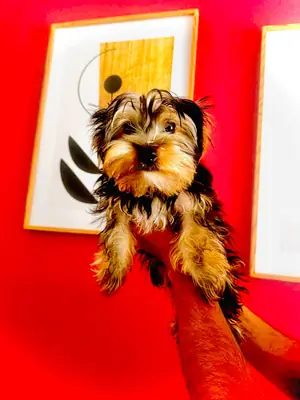 Home-raised, vaccinated Yorkshire kitten.