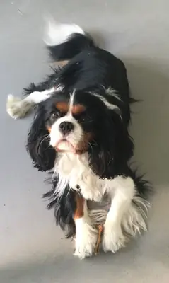 Кобель Cavalier King Charles Spaniel ищет новый дом в Великобритании