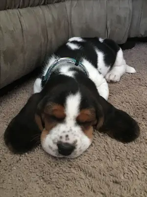 Пропал кобель Basset Hound — трёхцветный