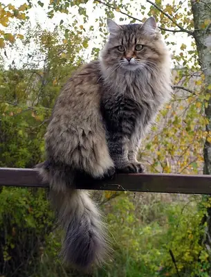 Кот породы Norwegian Forest Cat доступен для вязки