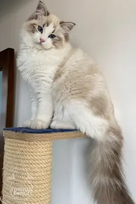 布偶猫母猫，性格温顺，室内饲养