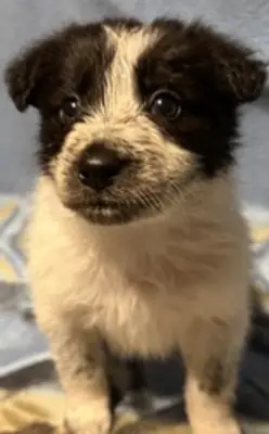Border Collie puppies