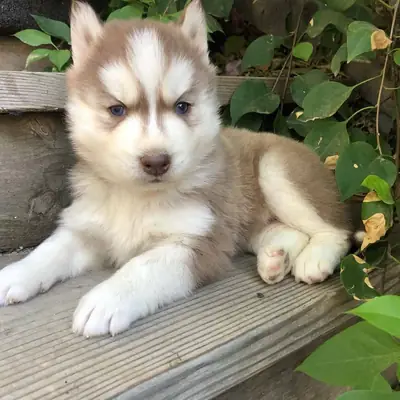 Siberian Husky Puppies near me