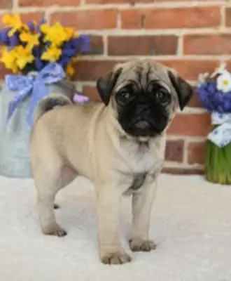 Healthy Pug Puppies