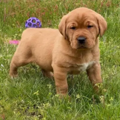 Top Quality Labrador Puppies