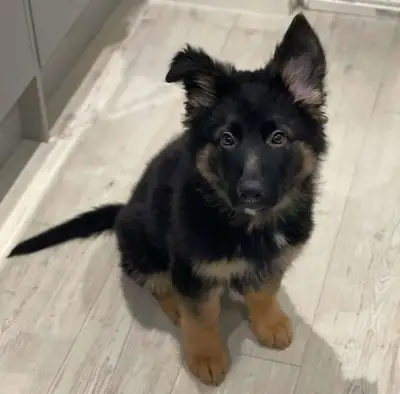 lovely and well trained German Shepherd
