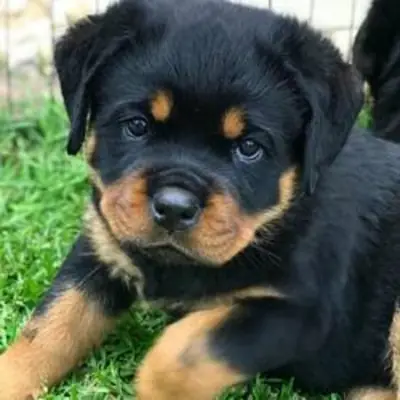 Beautiful KC Reg Rottweiler Puppies