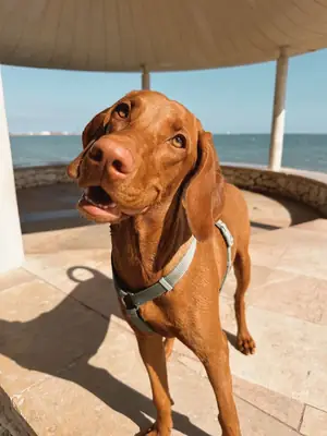 Vizsla macho joven en adopción gratuita en el Reino Unido