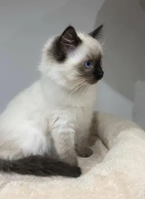 Gatita Birman criada en interior, carácter muy equilibrado