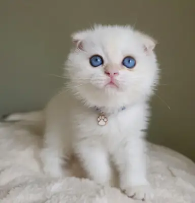 scottish fold kittens for sale