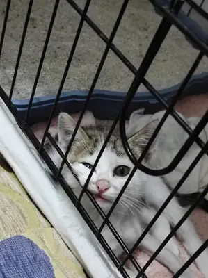 A home is being sought for the tiny puppy.