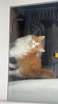 I want to find a new home for my cat.