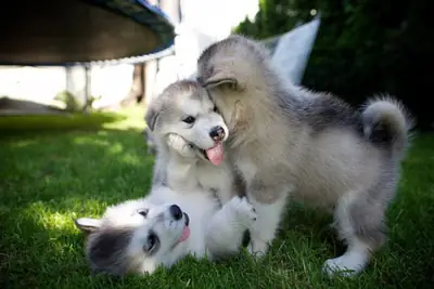 Kennel Club Registerd Alaskan Malamutes puppies for sale