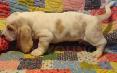 Basset Hound Puppies.