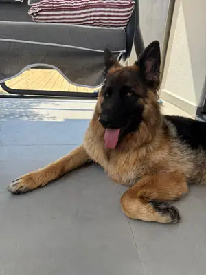 2 Yaşında Eğitimli Alman Çoban Köpeği Arya İçin Doğru Aile Arıyoruz