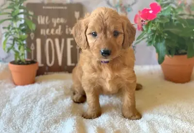 Multi Gen Golden Doodles puppies available
