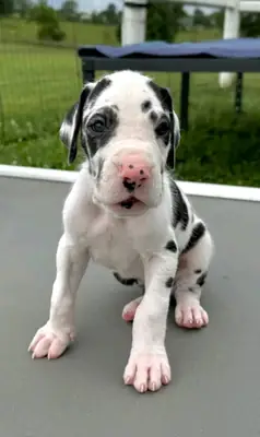 Great Dane Pups Kc Reg Licensed Breeder Ready