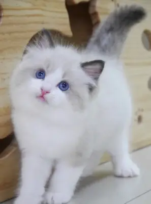 Donne Chaton