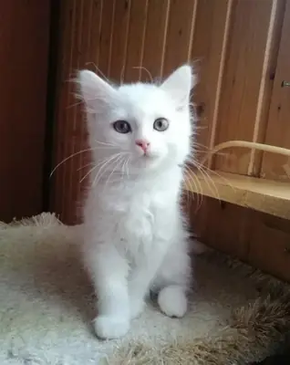 Turkish Angora female kitten, elegant and raised indoors