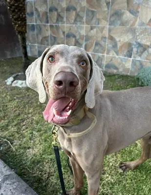 Lost Weimaraner male – silver grey, very gentle